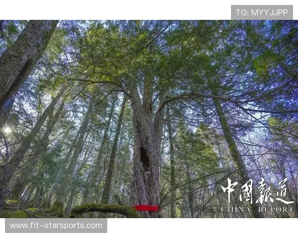 吉林想增强阵地战效率，这些策略你了解吗？